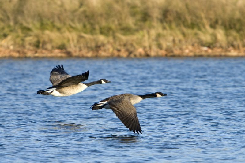 Geese Removal