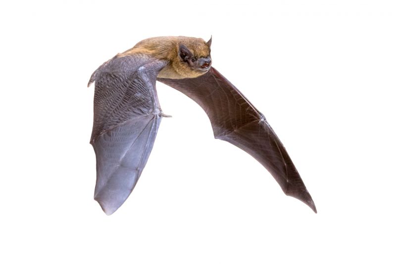 Health Risks Linked To Birds And Bats In Commercial Properties