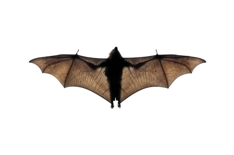 Health Risks Linked To Birds And Bats In Commercial Properties