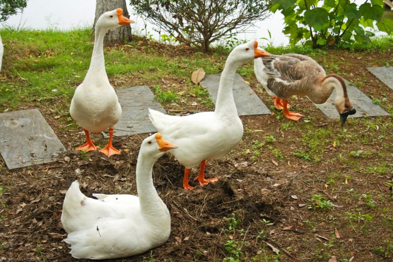 Products For Geese Removals in use