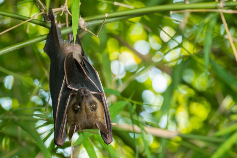 Signs Your Property Needs Bird Or Bat Pest Control Services
