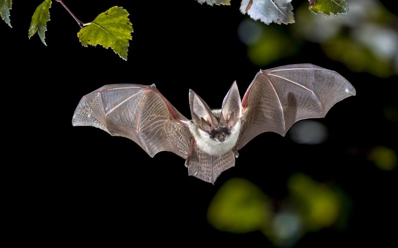 Why Professional Bird And Bat Pest Control Is Necessary