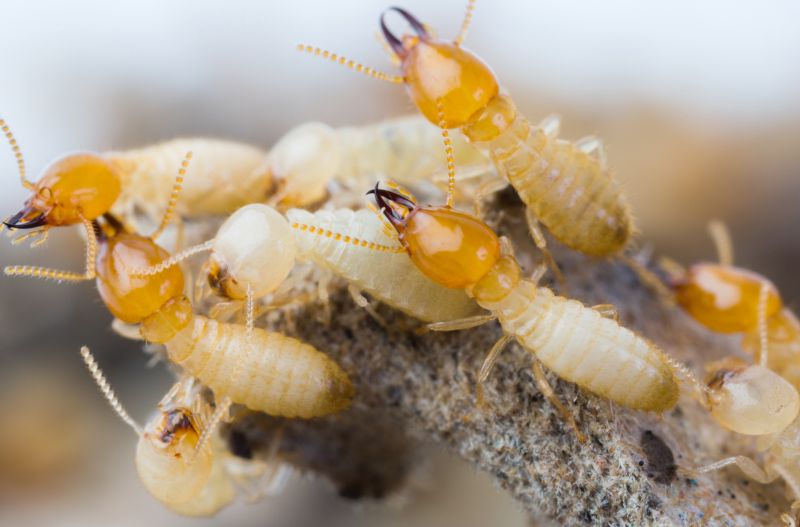 Winged Termite Extermination