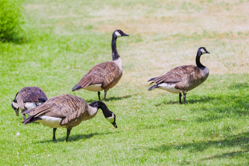 Contact About Geese Removal